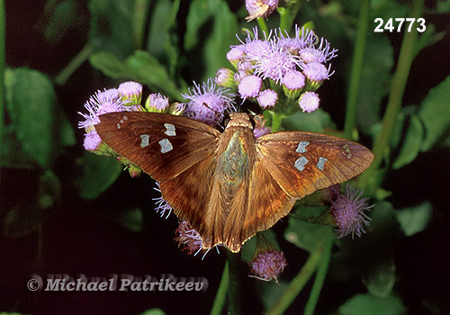 Hammock Skipper (Polygonus leo)